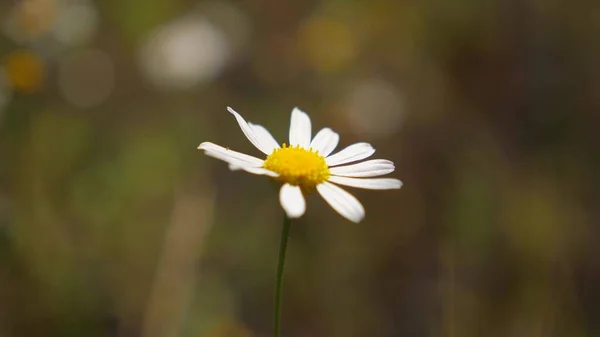 Beautiful spring daisies in the meadow. close-up. White daisy flower shakes by the wind in summer in a field. — Φωτογραφία Αρχείου