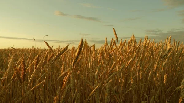 Campo de trigo maduro contra el cielo azul. Espiguillas de trigo con grano sacude el viento. cosecha de grano madura en verano. concepto de negocio agrícola. trigo respetuoso del medio ambiente — Foto de Stock