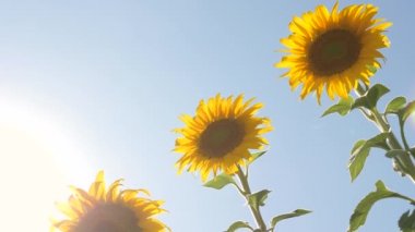 Beautiful fields with sunflowers in the summer. Crop of crops ripening in the field. A field of yellow sunflower flowers against a background of clouds. A sunflower sways in the wind.
