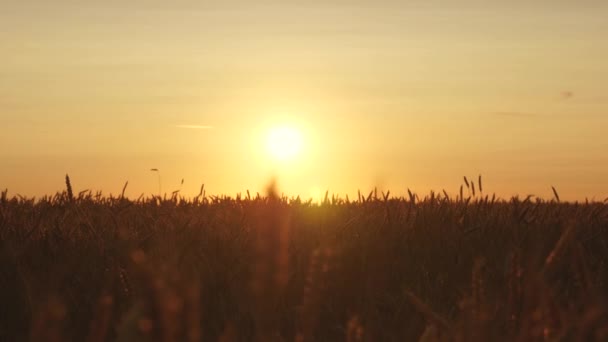 Ripe wheat ears in field. Beautiful sunset with the countryside over a field of wheat. sun illuminates the wheat crops. huge yellow wheat field in idyllic nature in golden rays of sunset. — 图库视频影像