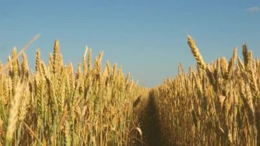 Mavi gökyüzüne karşı olgunlaşan buğday tarlası. Tahıllı buğday başakları rüzgarı sallar. tahıl hasadı yazın olgunlaşır. Tarım sektörü konsepti. Çevre dostu buğday