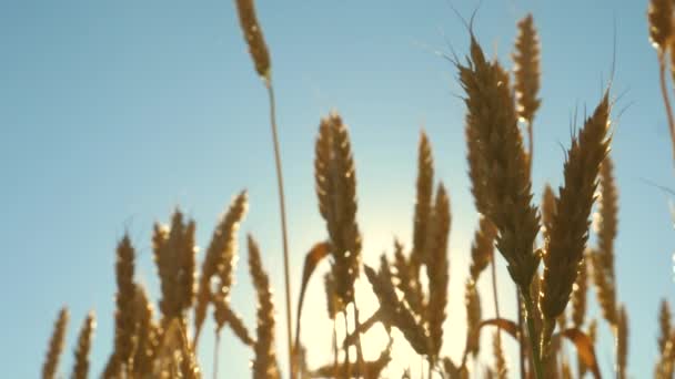 Campo de trigo amadurecendo contra o céu azul. Espiguetas de trigo com grão agita o vento. colheita de grãos amadurece no verão. conceito de negócio agrícola. trigo amigo do ambiente — Vídeo de Stock