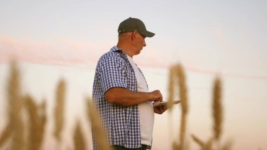 Tabletli bir işadamı tahıl hasadını değerlendiriyor. Tabletli çiftçi buğday tarlasında çalışıyor. Mısır gevreği topluyorum. İşadamı tahılın kalitesini kontrol eder. Çevre dostu tahıl hasadı.