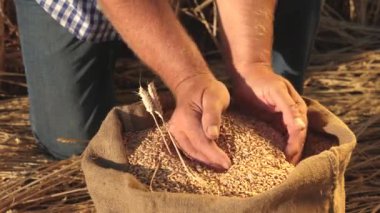 Çiftçi elleri kulaklı bir torbaya buğday taneleri döker. Mısır gevreği topluyorum. Bir tarım uzmanı tahılın kalitesine bakar. İşadamı buğdayın kalitesini kontrol eder. tarım kavramı. yakın plan.