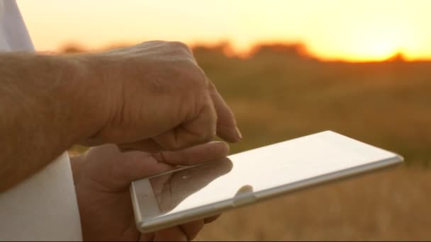 Boer met een tablet werkt in een tarweveld. zakenman controleert de kwaliteit van graan. handen van een boer met een tablet. close-up. zakenman met een tablet evalueert een graanoogst. Granen oogsten. — Stockvideo