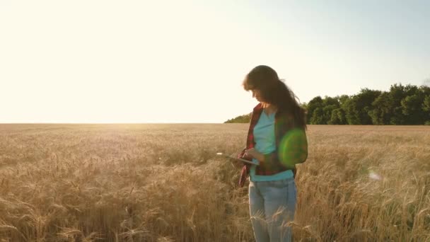 Kobieta rolnik trzyma tabletkę w rękach. Farmer z tabletką pracuje na polu pszenicy. Biznesmen sprawdza jakość ziarna. biznesmen z tabletką ocenia zbiory zboża. — Wideo stockowe