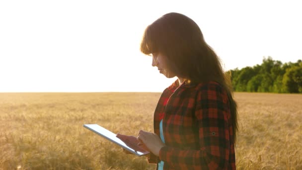 Farmer women works with a tablet in a wheat field, plans a grain crop. business woman plans her income in a wheat field. Girl agronomist with a tablet studies the wheat crop in field. — Stock Video