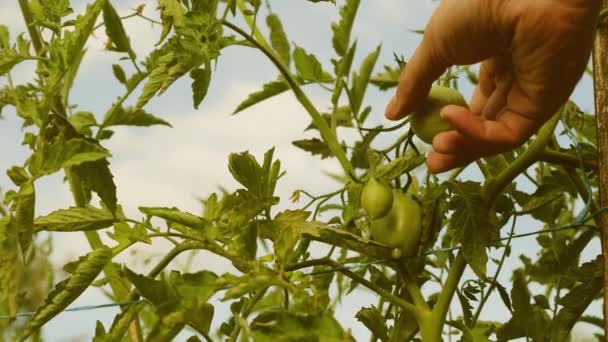 Tuinier controleert een tomatenoogst op een boerderij plantage close-up. Tomatenfruit in de kas. landbouwbedrijven. Boeren met de hand inspecteert groene tomaten. groene tomaten rijpen op een tak van een struik. — Stockvideo