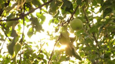 Güneş ışınlarında bir dalda olgunlaşan güzel elmalar. Zirai işler. Ağaçta elmalar. Ağaçtaki yeşil elmalar. organik meyve.