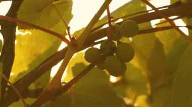 Güneşin altında olgunlaşan güzel üzüm kümeleri. Gün batımında üzüm tarlası. Üzümlü güzel bir sarmaşık. Şarap yapma konsepti. üzüm işi.