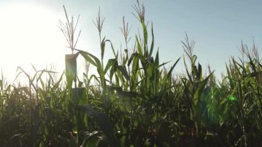 green field of ripening corn against a blue sky. Spikelets of corn with grain shakes wind in sun. Harvest grain ripens in summer. business concept. organic corn. Corn Maize Agriculture Nature Field