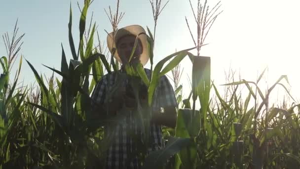 Farmer agronomist working in the field, inspect ripening corn cobs. The concept of agricultural business. businessman working in agriculture. Businessman with tablet checks the corn cobs. — Stock Video