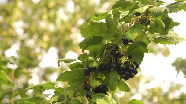 庭の黒い熟したジューシーなスグリ、大きな甘いスグリのベリー。接近中だ。黒スグリを収穫する。枝においしいベリー。庭業. — ストック動画
