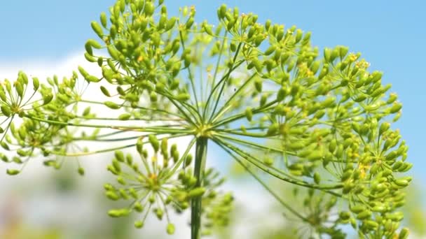 Inflorescencias de eneldo contra el cielo azul. Cultivando eneldo en una plantación de agricultores. Eneldo floreciente de cerca en el verano, primavera en el jardín . — Vídeos de Stock