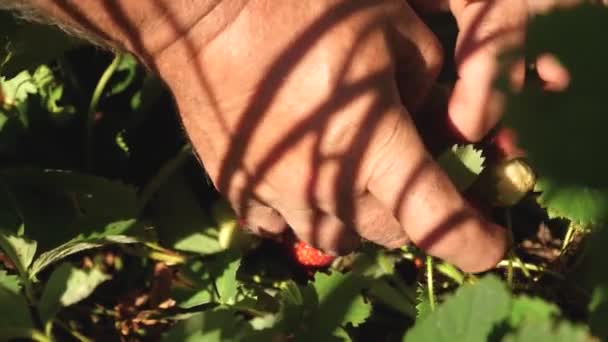 Ogrodnicy ręka pokazuje truskawki w lecie w ogrodzie. ogrodnik patrzy na zbiory truskawek. zbliżenie. Rolnik zbiera dojrzałe jagody. — Wideo stockowe