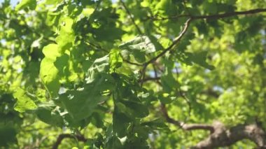 Bir dalda yeşil meşe yaprakları. Meşe ormanı. Yazın, ilkbaharda parkta bir ağaç. Yavaş çekim.