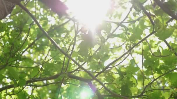 봄철에 나뭇가지에 달린 떡갈나무의 푸른 잎에 햇볕 이 잘 드는 반짝 이는 빛 이 있다. 참나무 숲. 나무가 있는 여름 공원. 느린 동작. — 비디오