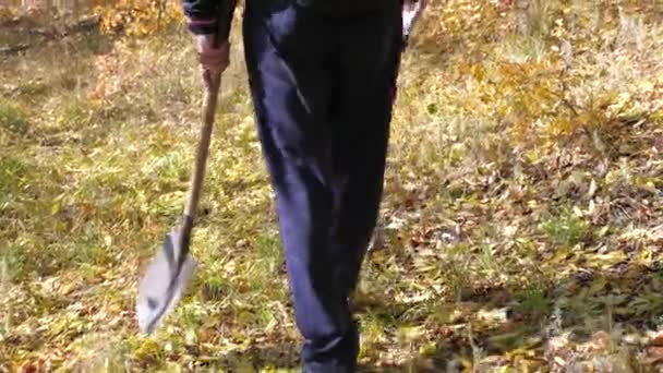 Voyageur aventurier va avec une pelle à la recherche de trésor. un homme avec un détecteur de métaux cherche un trésor. détecteur de métaux à la recherche de métaux sur le terrain. déminage. — Video