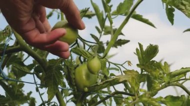 Çiftçiler yeşil domatesleri inceliyor. Çalının dalında olgunlaşan yeşil domatesler. Bahçıvan bir çiftlik çiftliğinde domates hasadını yakından kontrol ediyor. Serada domates meyvesi. tarımsal iş.