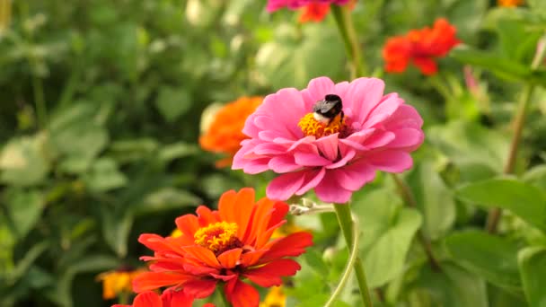 Bumblebee collects nectar from a flower in garden in spring, summer. multi colored flowers in park. Beautiful flowers zinnia bloom in garden. flower business. beautiful flowers garden blooms — Stock Video