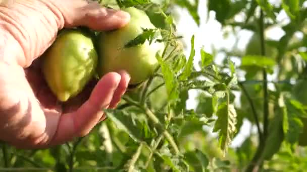 La mano de los agricultores inspecciona tomates verdes. jardinero comprueba un cultivo de tomate en una plantación de granja de cerca. Fruta del tomate en invernadero. negocio agrícola. Los tomates verdes maduran en la rama del arbusto . — Vídeo de stock