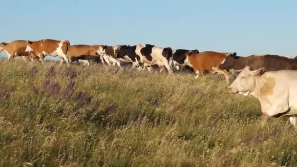 Gyönyörű alpesi rét tehenekkel. szarvasmarhák egy legelőn a kék égen. A tehenek legelnek a legelőn. Tejipari üzleti koncepció. a biogazdálkodás fogalma a mezőgazdaságban. — Stock videók