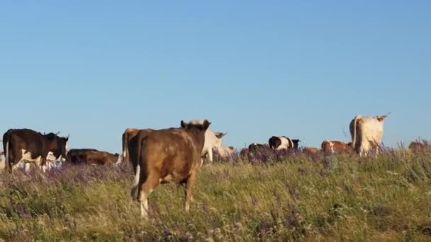 Krávy se pasou na pastvinách. krásná alpská louka s krávami. dobytek na pastvině na modré obloze. Mléčná podnikatelská koncepce. koncepce ekologického chovu skotu v zemědělství.