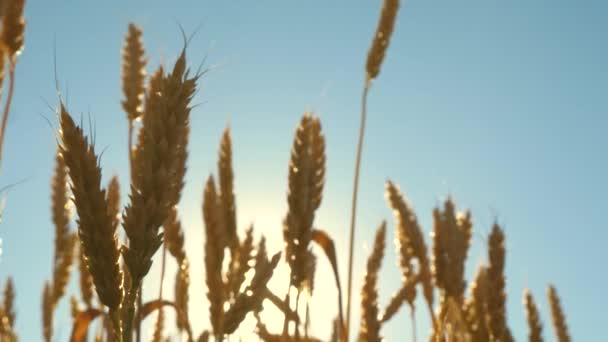 Trigo ecológico. Campo de trigo maduro contra el cielo azul. Espiguillas de trigo con grano sacude el viento. La cosecha de granos madura en verano. Concepto de empresa agrícola. — Vídeos de Stock