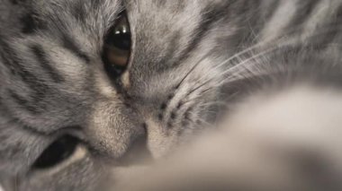 Çizgili gri kedi yalan söylüyor. Mutlu hayvan dinleniyor. Evcil hayvanlar. Güzel kedi. Shotlan kedi cinsi. Yakın plan.