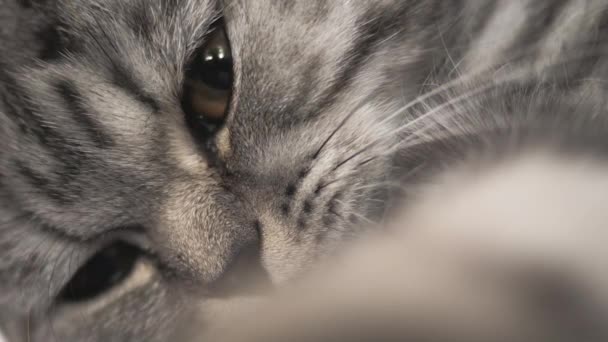 Le chat gris rayé joue au mensonge. Joyeux animal se repose. Les animaux. Magnifique chat. Shotlan pliage race de chats. Gros plan 