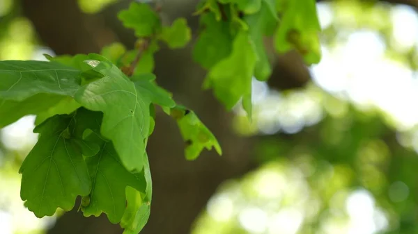 green oak leaves on a branch. oak forest. tree in the park in summer, spring. Slow motion.
