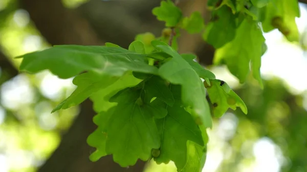 Zöld tölgyfa levelek egy ágon. tölgyfa erdő. fa a parkban nyáron, tavasszal. Lassú mozgás.. — Stock Fotó
