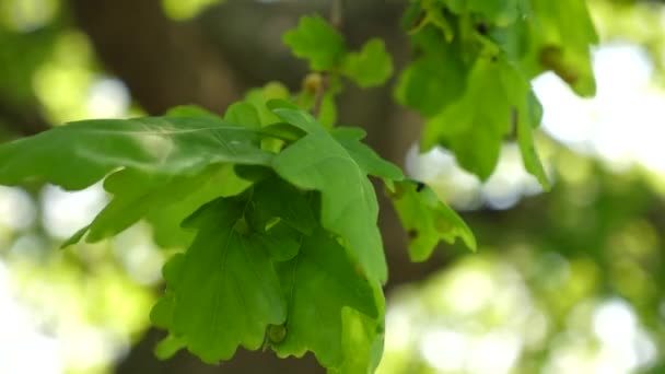 Folhas de carvalho verdes em um ramo. Floresta de carvalho. árvore no parque no verão, primavera. Movimento lento . — Vídeo de Stock