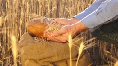 Çiftçi elleri kulaklı bir torbaya buğday taneleri döker. Mısır gevreği topluyorum. Bir tarım uzmanı tahılın kalitesine bakar. İşadamı buğdayın kalitesini kontrol eder. tarım kavramı. yakın plan.