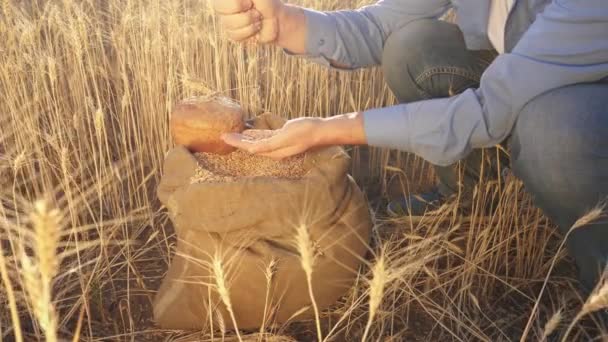 Farmers hands pour wheat grains in a bag with ears. Harvesting cereals. An agronomist looks at the quality of grain. Business man checks the quality of wheat. agriculture concept. close-up. — Stock Video