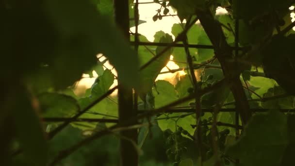 Plantación de uva en la luz del atardecer. hermosa vid con uvas. concepto de vinificación. negocio de la uva. hermosos racimos de uvas en maduración al sol . — Vídeo de stock