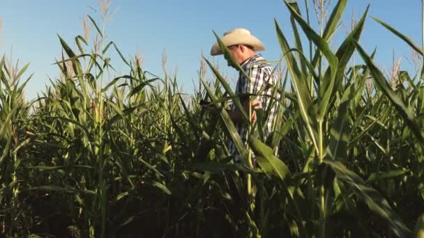 Homme d'affaires avec une tablette vérifie les oreilles de maïs. Le concept d'entreprise agricole. agronome travaillant sur le terrain, examine les épis mûrs du maïs. homme d'affaires travaillant dans l'agriculture . — Video
