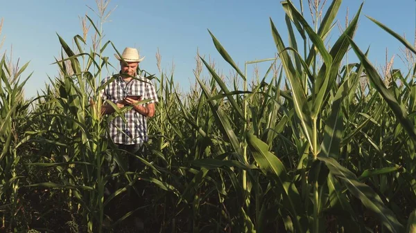 Homem de negócios com um tablet verifica as espigas de milho. O conceito de negócio agrícola. agrônomo que trabalha no campo, examina as espigas maduras de milho. empresário que trabalha na agricultura . — Fotografia de Stock