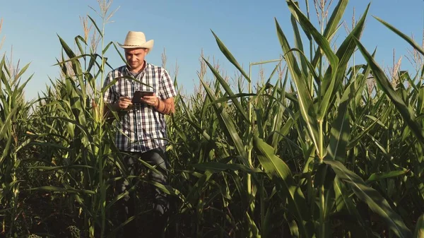 Tabletli bir iş adamı mısırın kulaklarını kontrol eder. Tarım sektörü kavramı. Tarlada çalışan tarımcı olgunlaşmış mısırların kulaklarını inceliyor. Tarım sektöründe çalışan işadamı.
