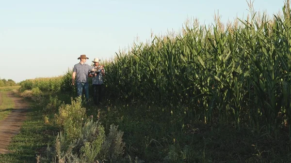 Empresários com um tablet estão verificando as espigas de milho. conceito de negócio agrícola. homem de negócios que trabalha na agricultura. Um agricultor, um agrônomo, vai ao longo do campo, inspeciona espigas de milho em amadurecimento . — Fotografia de Stock