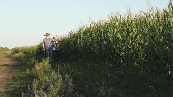 Бізнесмени з планшетом перевіряють кукурудзяні камери. концепція аграрного бізнесу. бізнесмен, що працює в сільському господарстві. Фермер, агроном, йде по полю, оглядає дозрівання кукурудзяних кубиків . — стокове відео