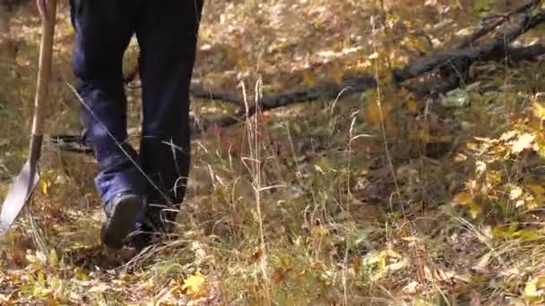 El aventurero viajero va con una pala en busca de tesoros. un hombre con un detector de metales está buscando un tesoro. detector de metales en busca de metales en el campo. limpieza de minas. — Vídeos de Stock