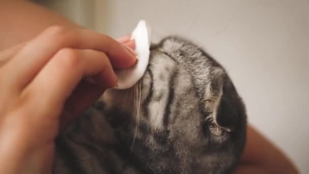 Veterinarian rubs medicine with cat eyes. mistress treats a cat. pet care. — Stockvideo