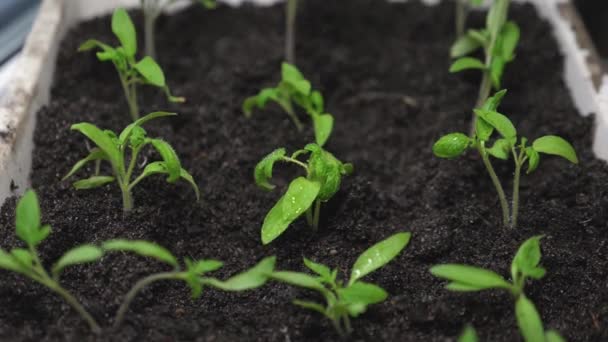 Växande plantor i växthuset. Plantor i växthuset vattnar trädgårdsmästaren. Vattenstänk flyger till de gröna skotten. Sakta i backarna. jordbrukskoncept. Växtförädling — Stockvideo