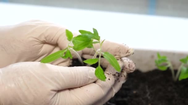 Wetenschapper voert experimenten uit op plantenveredeling in het laboratorium. Concept en symbool van groei, zorg, duurzaamheid, bescherming van de aarde, ecologie en groen milieu. — Stockvideo
