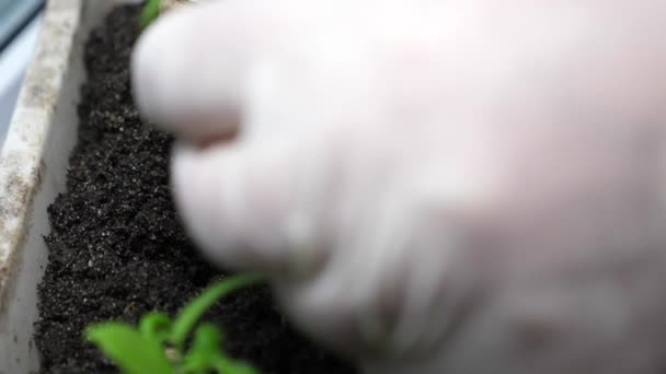 Las manos de un jardinero plantan un brote verde de plántulas en las palmas de las manos. científico realiza experimentos sobre fitomejoramiento en el laboratorio . — Vídeo de stock