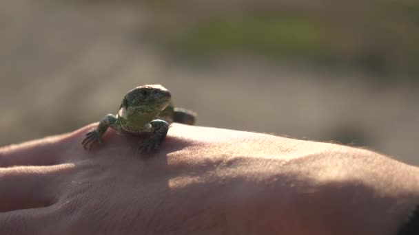 Aranyos gyík az emberi kézen közelről. Egy kis gyík a karján. hüllő a vadonban egy emberrel. férfi és vadvilág — Stock videók