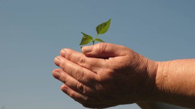 bahçıvanlar elleri gökyüzüne karşı avuçiçlerinde yeşil bir fidan tutun. çevre dostu filiz. çiftçinin elinde genç filiz. tatlı biber fidanı yakın çekim. ekolojik olarak temiz gezegen