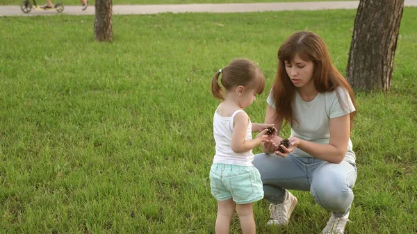 Piccola figlia e madre giocare nel parco sul prato e raccogliere coni. bambino cammina su erba verde. La mamma mostra le pigne al suo bambino. concetto di infanzia felice. famiglia felice sta camminando con un bambino . — Foto Stock