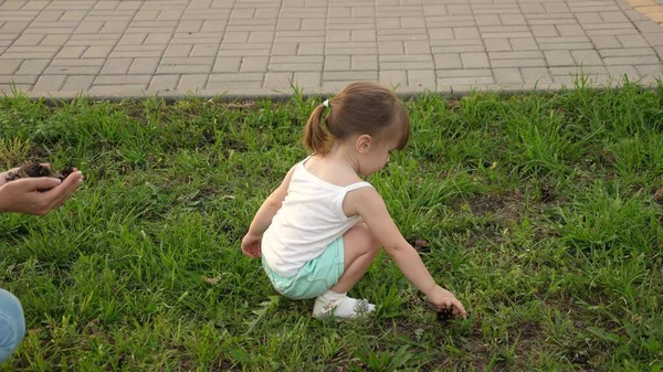 La madre le muestra a su hijo piñas. hija pequeña y madre juegan en el parque en el césped y recoger conos. niño camina sobre hierba verde. concepto de una infancia feliz. Una familia feliz está caminando con un niño . — Foto de Stock